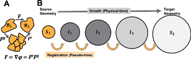 Figure 2 for PDE-constrained shape registration to characterize biological growth and morphogenesis from imaging data