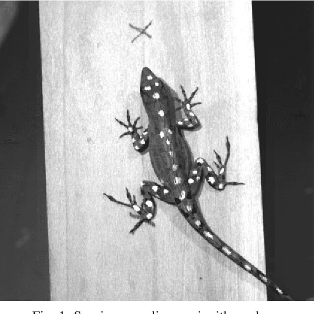 Figure 1 for Learning Theory for Estimation of Animal Motion Submanifolds