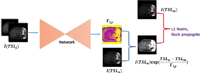 Figure 3 for Uncertainty-Aware Self-supervised Neural Network for Liver $T_{1ρ}$ Mapping with Relaxation Constraint