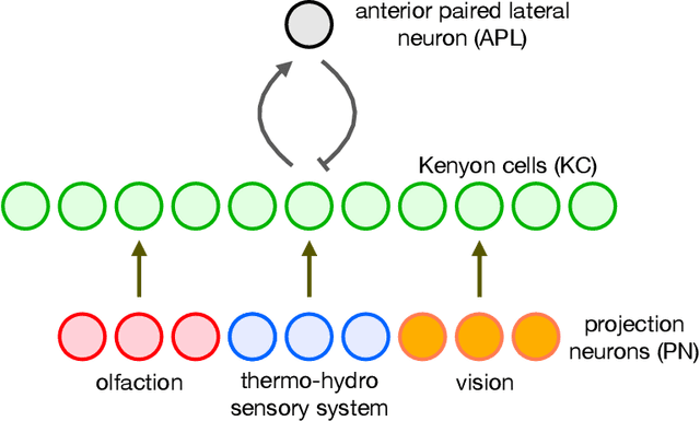 Figure 1 for Can a Fruit Fly Learn Word Embeddings?