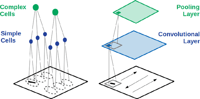Figure 1 for Convolutional Neural Networks as a Model of the Visual System: Past, Present, and Future