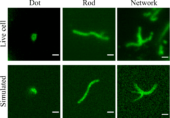 Figure 4 for Simulation-supervised deep learning for analysing organelles states and behaviour in living cells