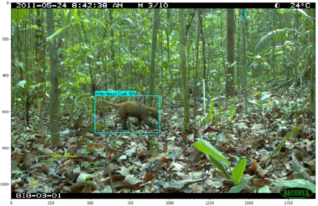 Figure 1 for Deep Learning Object Detection Methods for Ecological Camera Trap Data