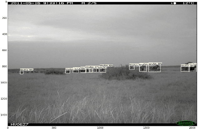 Figure 3 for Deep Learning Object Detection Methods for Ecological Camera Trap Data