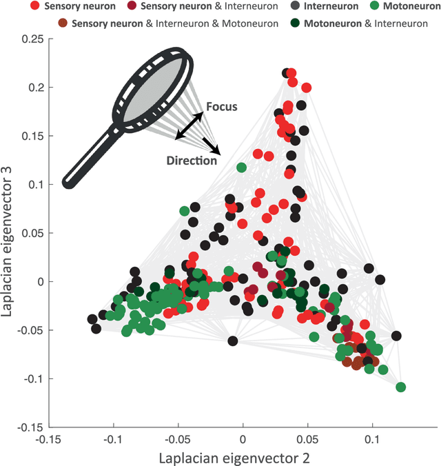 Figure 2 for Guided Graph Spectral Embedding: Application to the C. elegans Connectome