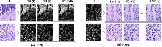 Figure 3 for Domain Adaptation-based Augmentation for Weakly Supervised Nuclei Detection