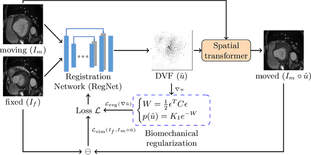 Figure 1 for Learning correspondences of cardiac motion from images using biomechanics-informed modeling
