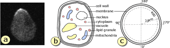 Figure 1 for NNVA: Neural Network Assisted Visual Analysis of Yeast Cell Polarization Simulation
