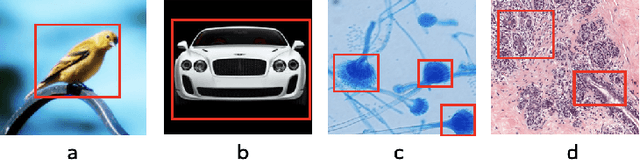 Figure 1 for Microscopic fine-grained instance classification through deep attention