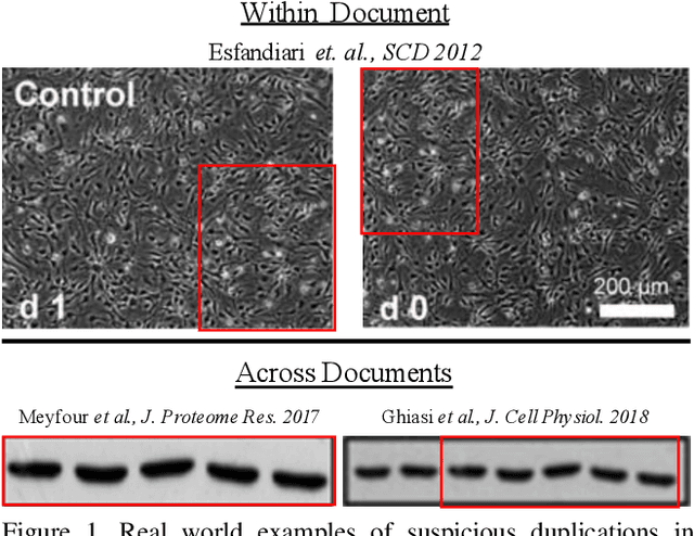 Figure 1 for BioFors: A Large Biomedical Image Forensics Dataset
