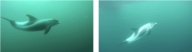 Figure 4 for NDD20: A large-scale few-shot dolphin dataset for coarse and fine-grained categorisation