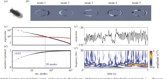 Figure 3 for Mapping the stereotyped behaviour of freely-moving fruit flies