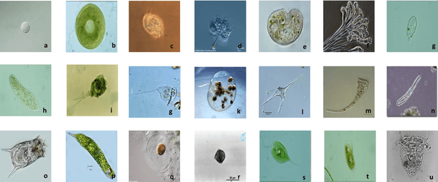 Figure 3 for A Comparison of Deep Learning Classification Methods on Small-scale Image Data set: from Convolutional Neural Networks to Visual Transformers