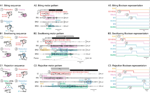 Figure 1 for Control for Multifunctionality: Bioinspired Control Based on Feeding in Aplysia californica