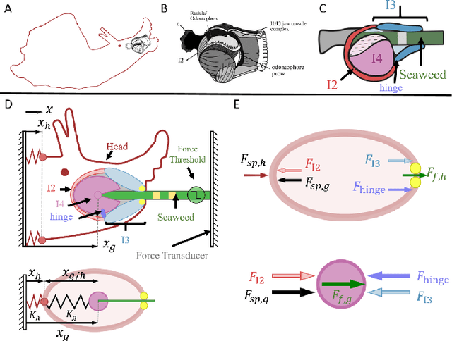 Figure 3 for Control for Multifunctionality: Bioinspired Control Based on Feeding in Aplysia californica