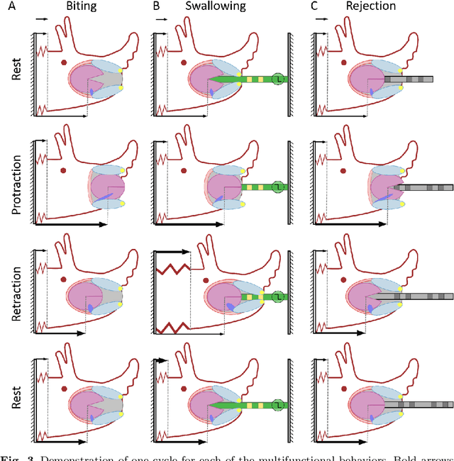 Figure 4 for Control for Multifunctionality: Bioinspired Control Based on Feeding in Aplysia californica