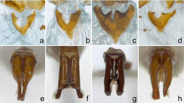 Figure 1 for Image-based Automated Species Identification: Can Virtual Data Augmentation Overcome Problems of Insufficient Sampling?