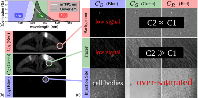 Figure 4 for MarmoNet: a pipeline for automated projection mapping of the common marmoset brain from whole-brain serial two-photon tomography