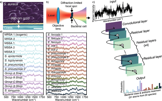 Figure 1 for Rapid identification of pathogenic bacteria using Raman spectroscopy and deep learning