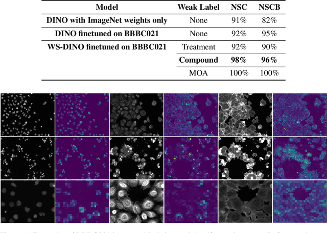 Figure 1 for Self-Supervised Learning of Phenotypic Representations from Cell Images with Weak Labels