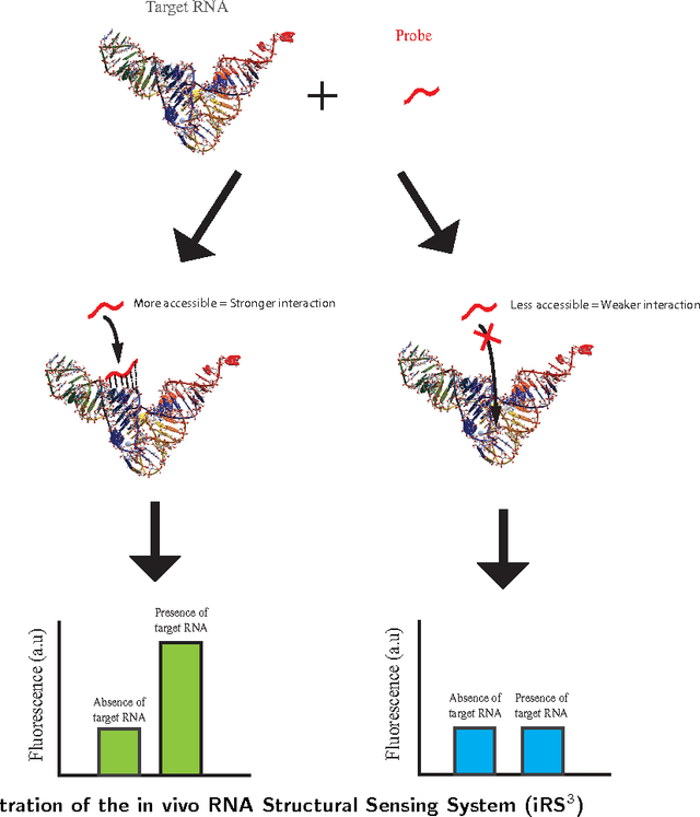 Figure 1 for A Knowledge Gradient Policy for Sequencing Experiments to Identify the Structure of RNA Molecules Using a Sparse Additive Belief Model