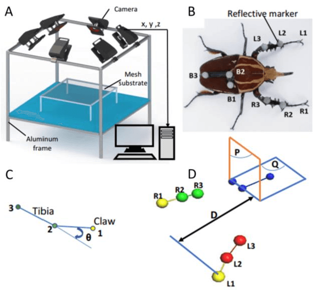 Figure 2 for A robotics leg inspired from an insect leg