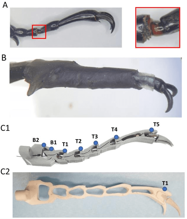 Figure 3 for A robotics leg inspired from an insect leg