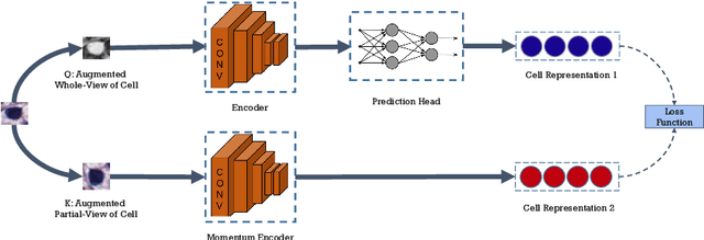 Figure 1 for CCRL: Contrastive Cell Representation Learning