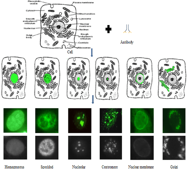 Figure 1 for Role of Class-specific Features in Various Classification Frameworks for Human Epithelial Cell Images
