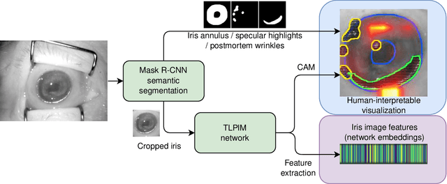 Figure 1 for Interpretable Deep Learning-Based Forensic Iris Segmentation and Recognition