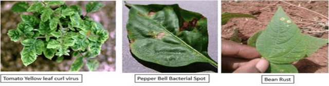 Figure 1 for The Power of Transfer Learning in Agricultural Applications: AgriNet
