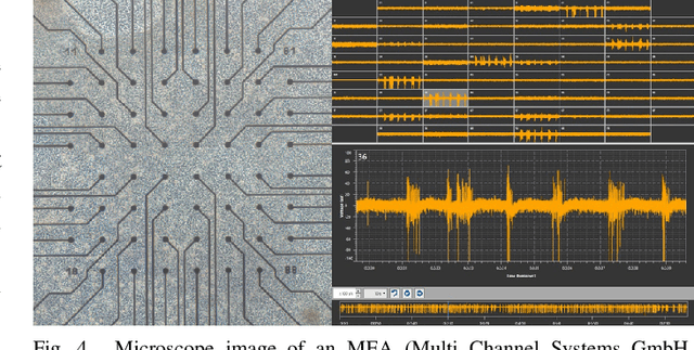 Figure 4 for On Artificial Life and Emergent Computation in Physical Substrates