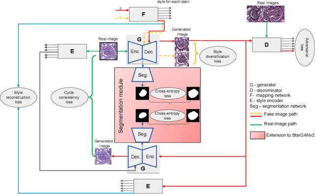 Figure 1 for HistoStarGAN: A Unified Approach to Stain Normalisation, Stain Transfer and Stain Invariant Segmentation in Renal Histopathology