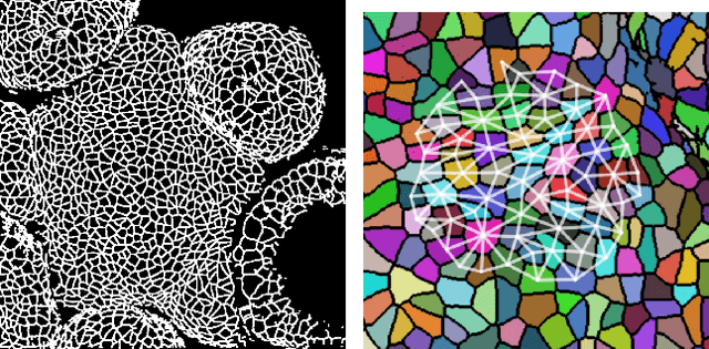 Figure 3 for Diff2Dist: Learning Spectrally Distinct Edge Functions, with Applications to Cell Morphology Analysis