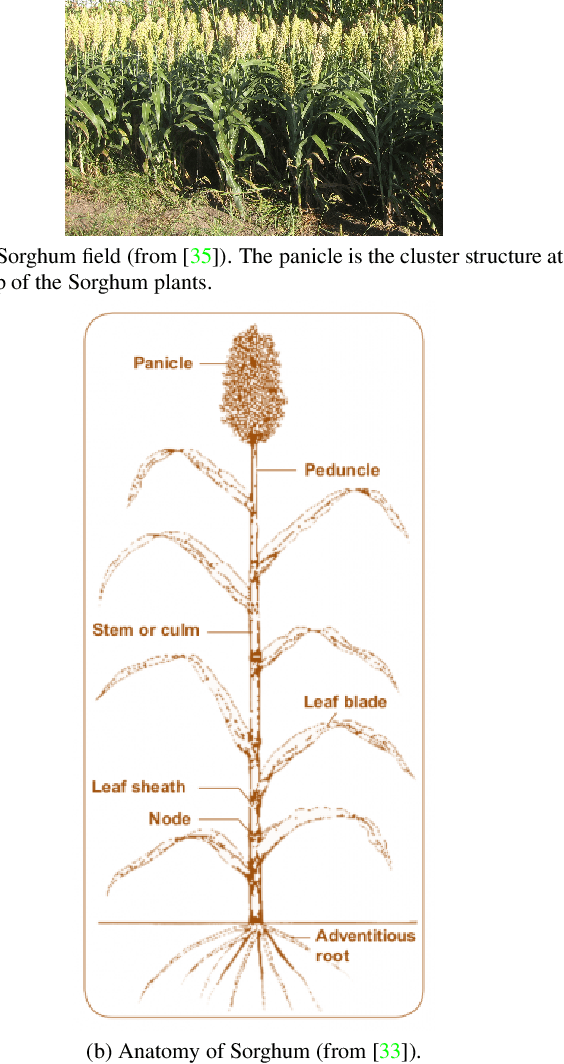 Figure 1 for High-Resolution UAV Image Generation for Sorghum Panicle Detection