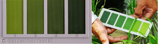 Figure 1 for The channel-spatial attention-based vision transformer network for automated, accurate prediction of crop nitrogen status from UAV imagery