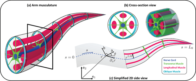 Figure 1 for Controlling a CyberOctopus Soft Arm with Muscle-like Actuation