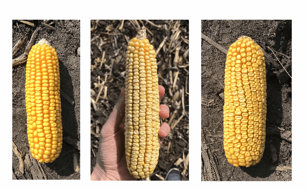 Figure 1 for Convolutional Neural Networks for Image-based Corn Kernel Detection and Counting