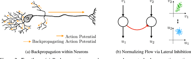 Figure 2 for Predictive Coding, Variational Autoencoders, and Biological Connections