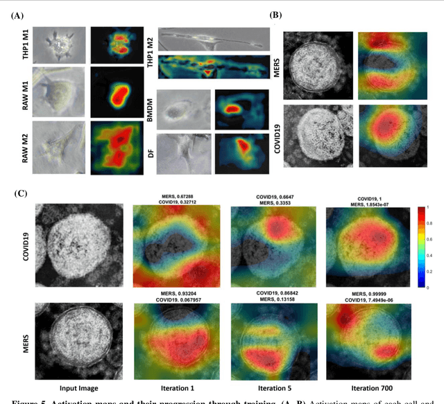 Figure 4 for Darwin's Neural Network: AI-based Strategies for Rapid and Scalable Cell and Coronavirus Screening