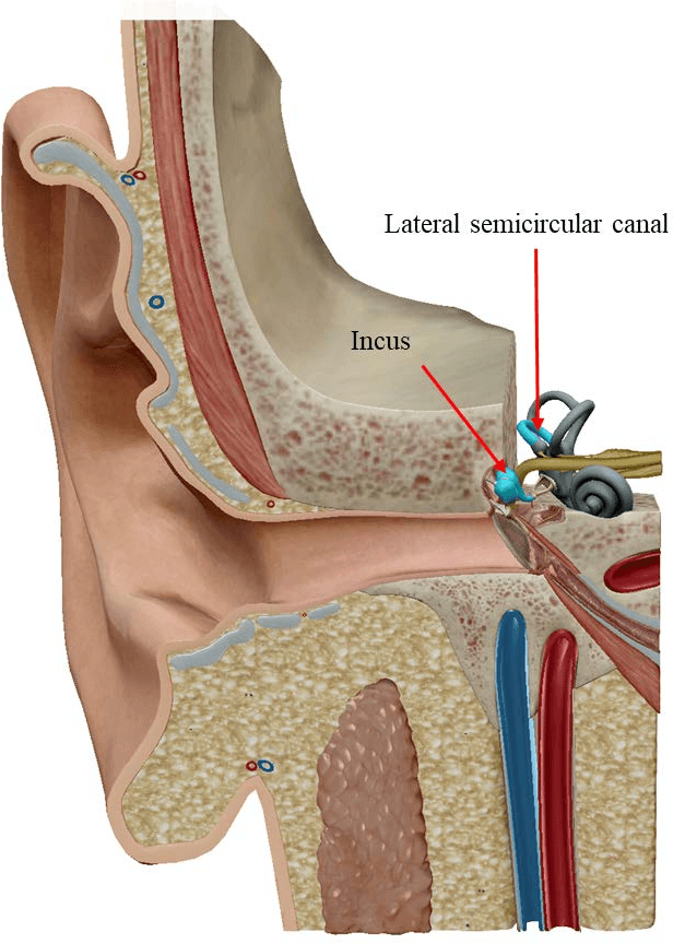 Figure 1 for A lateral semicircular canal segmentation based geometric calibration for human temporal bone CT Image