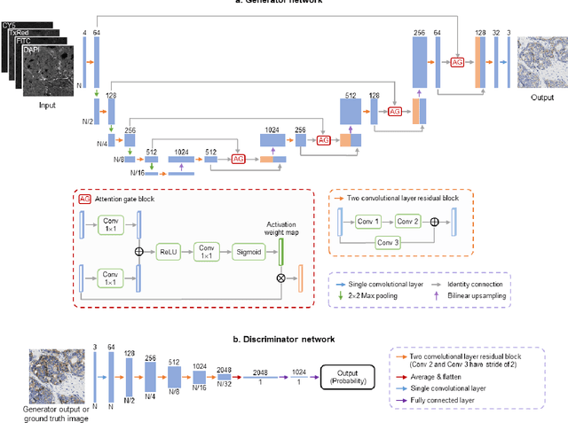 Figure 2 for Label-free virtual HER2 immunohistochemical staining of breast tissue using deep learning