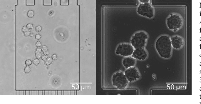Figure 1 for Towards an Automatic Analysis of CHO-K1 Suspension Growth in Microfluidic Single-cell Cultivation