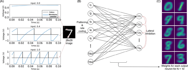 Figure 4 for Voltage-Dependent Synaptic Plasticity (VDSP): Unsupervised probabilistic Hebbian plasticity rule based on neurons membrane potential