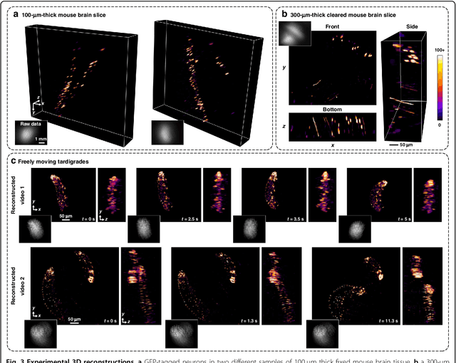 Figure 3 for Miniscope3D: optimized single-shot miniature 3D fluorescence microscopy