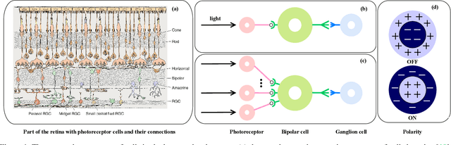 Figure 1 for A Robust Visual Sampling Model Inspired by Receptive Field