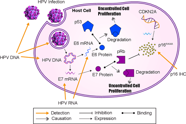 Figure 1 for Rank the triplets: A ranking-based multiple instance learning framework for detecting HPV infection in head and neck cancers using routine H&E images