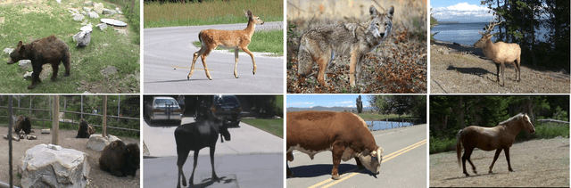 Figure 2 for Animal Detection in Man-made Environments