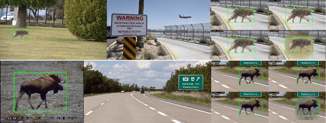 Figure 3 for Animal Detection in Man-made Environments