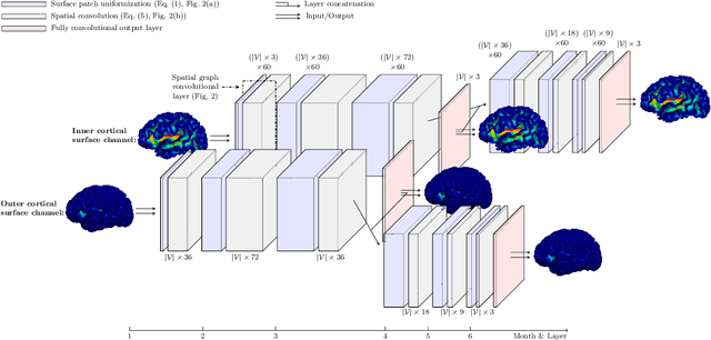 Figure 4 for Deep Modeling of Growth Trajectories for Longitudinal Prediction of Missing Infant Cortical Surfaces